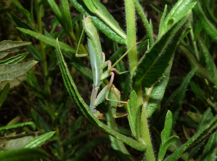 Iris oratoria di Santa Teresa di Gallura